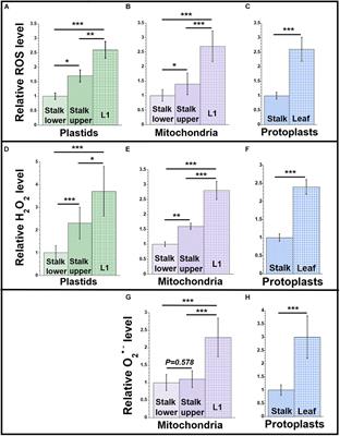 Reactive Oxygen Species, Antioxidant Agents, and DNA Damage in Developing Maize Mitochondria and Plastids